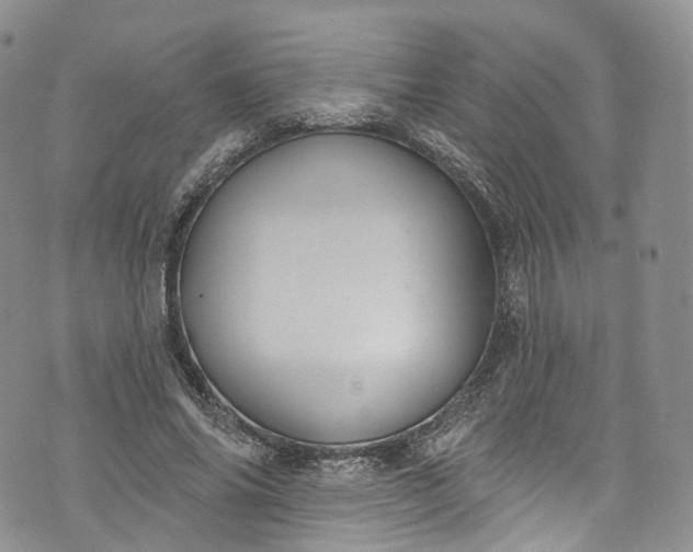 X0000072990686200608041309