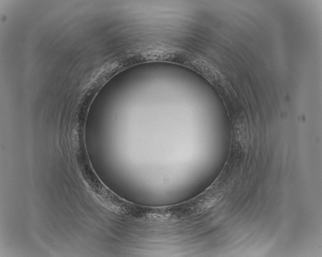 X0000072990690200608041308