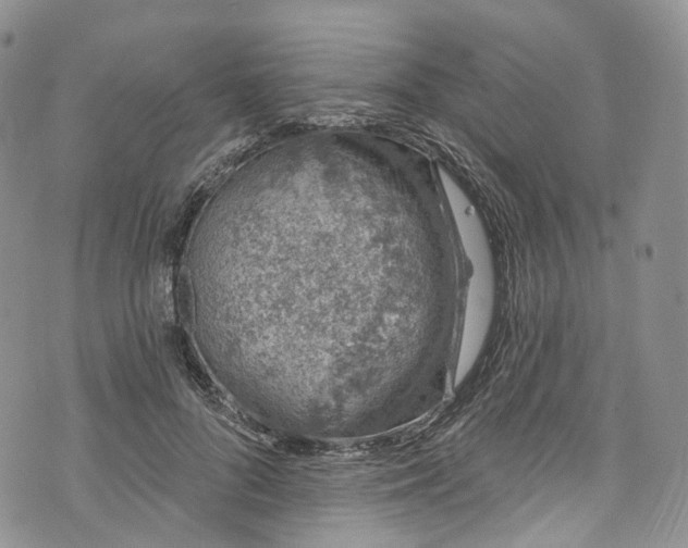 X0000072990696200608041308