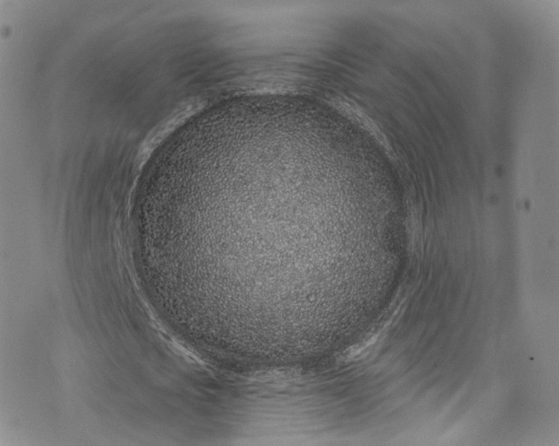 X0000072990721200608041307