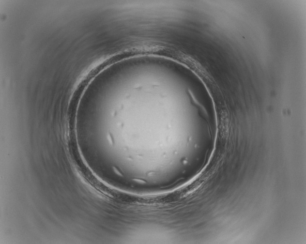 X0000072990726200608041307