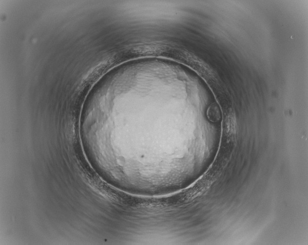 X0000072990733200608041307