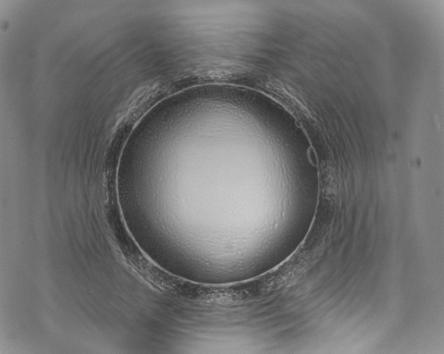 X0000072990738200608041307