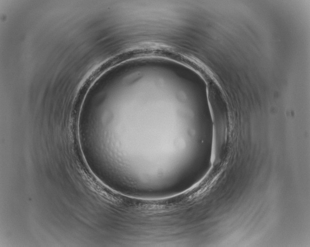 X0000072990783200608041307