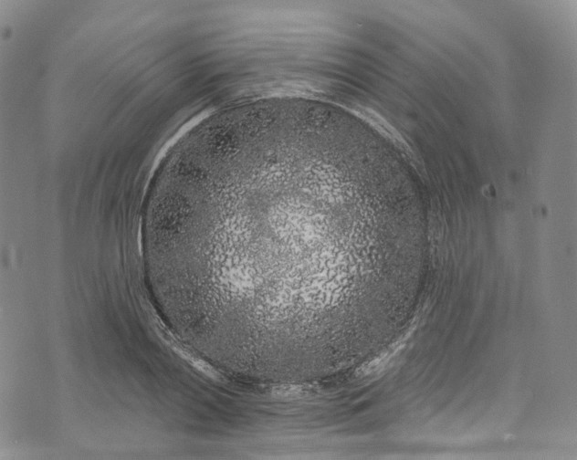 X0000072990790200608041307