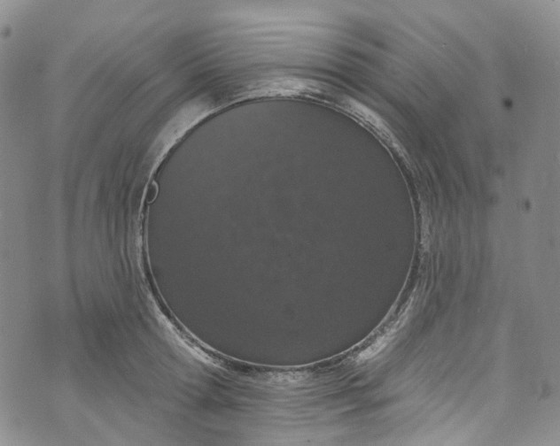 X0000072990802200608041307