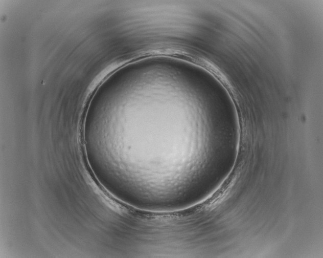 X0000072990803200608041307