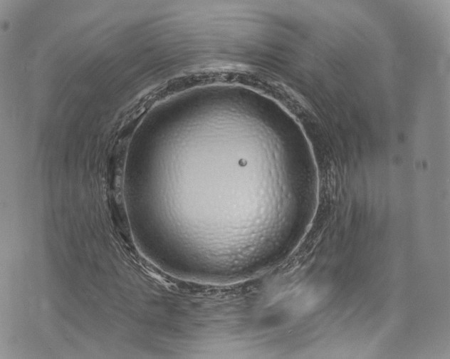 X0000072990821200608041306