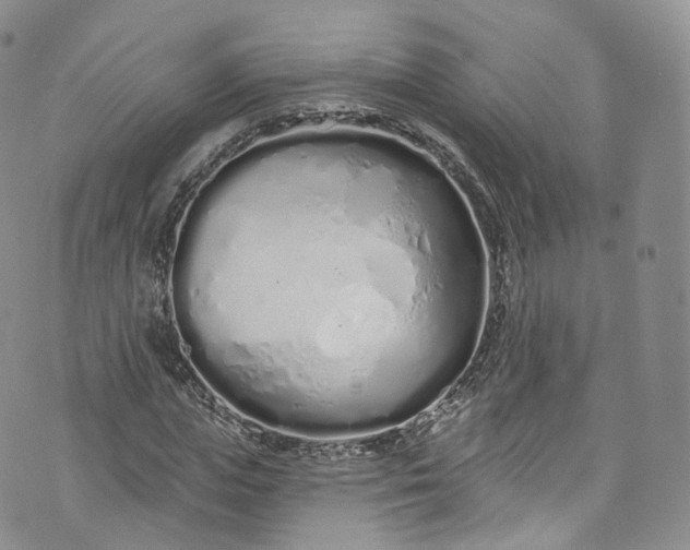 X0000072990823200608041306