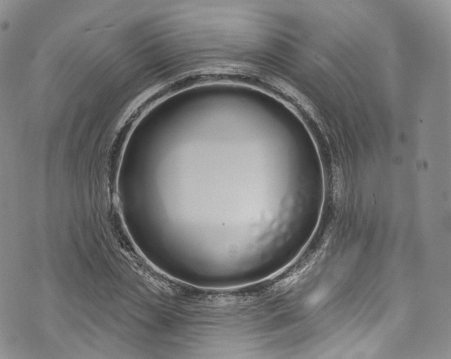 X0000072990829200608041306