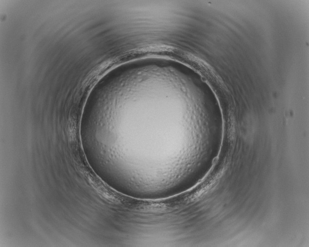 X0000072990833200608041306