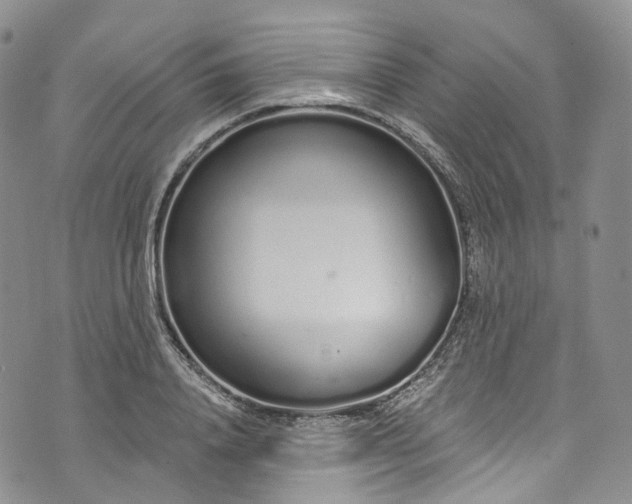 X0000072990840200608041306