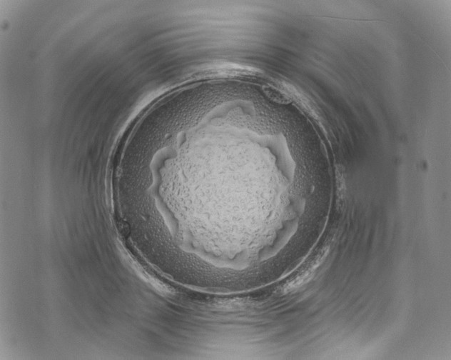 X0000072990843200608041306