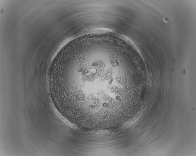 X0000072990851200608041306