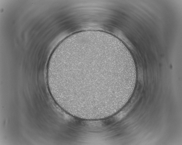 X0000072990856200608041306