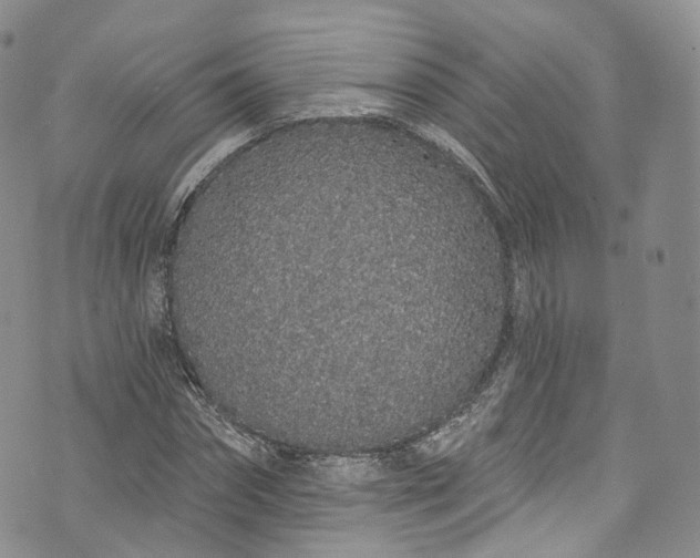 X0000072990874200608041305