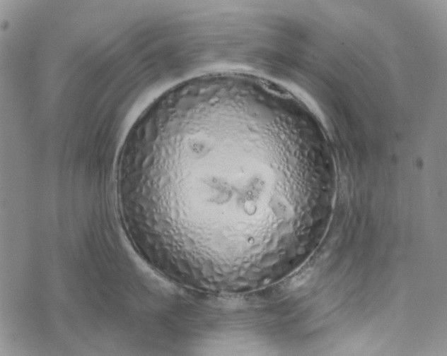 X0000072990911200608041305