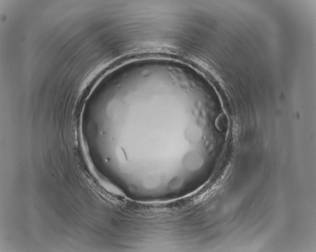 X0000072990925200608041304