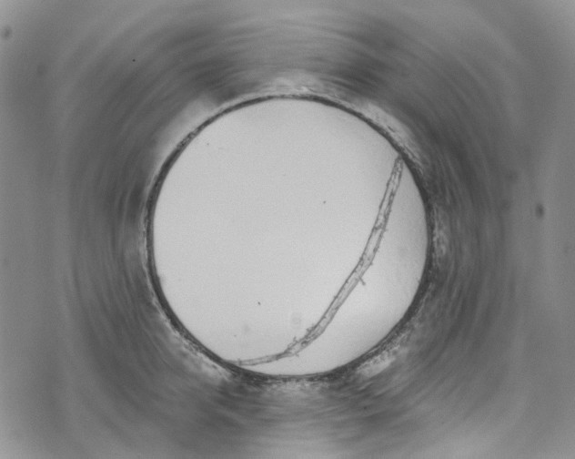 X0000072990950200608041305