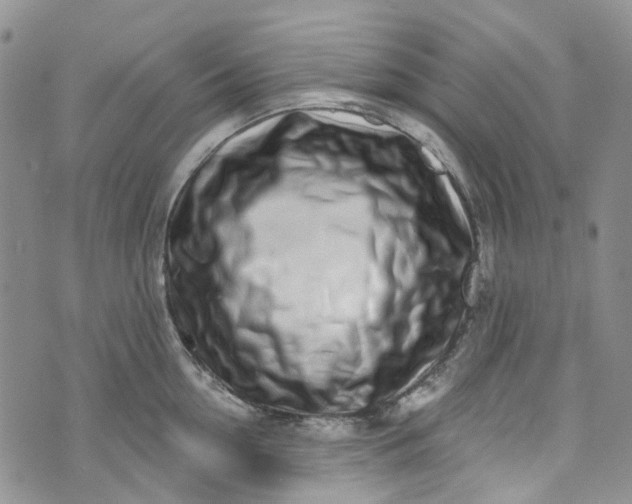 X0000072990954200608041305