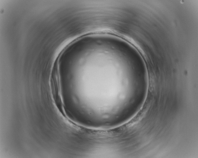 X0000072990959200608041305