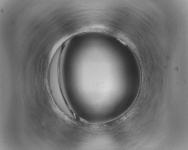 X0000072990960200608041305