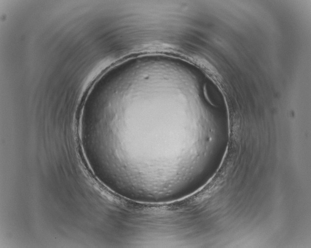 X0000072990990200608041304