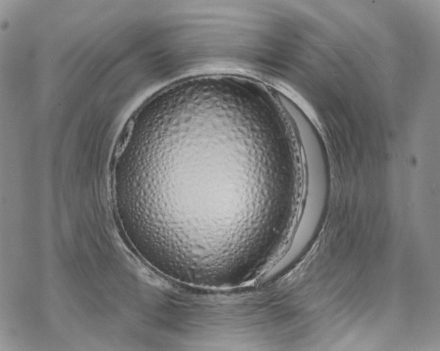 X0000072990996200608041303