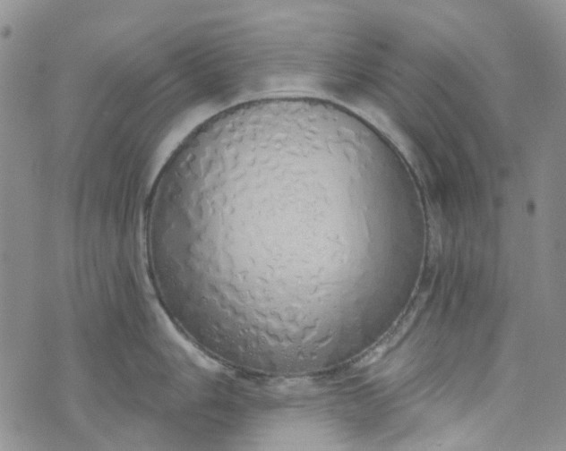 X0000072991006200608041303