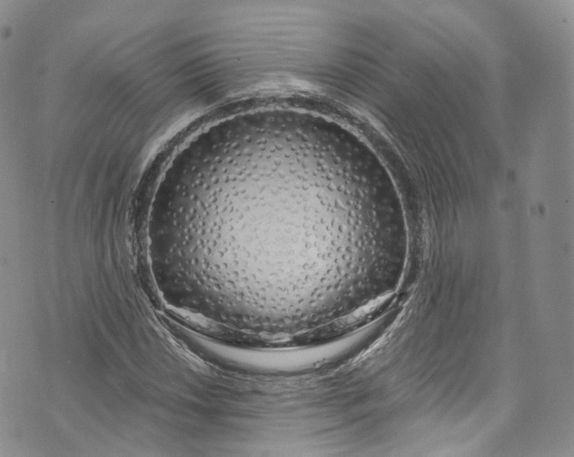 X0000072991018200608041303