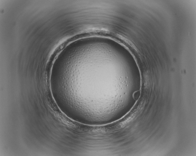 X0000072991021200608041303