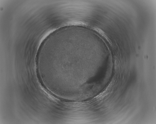 X0000072991024200608041303