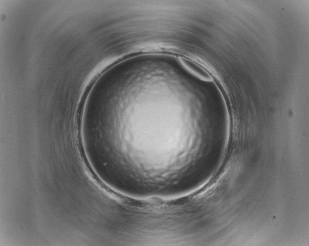 X0000072991045200608041303