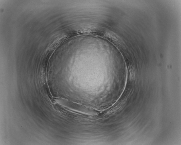 X0000072991060200608041302