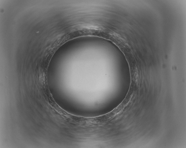 X0000072991061200608041302