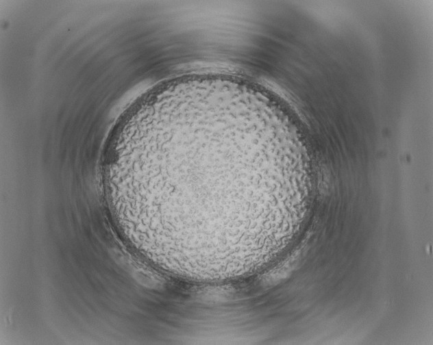 X0000072991074200608041302