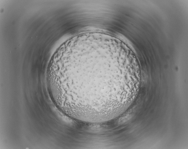 X0000072991098200608041302