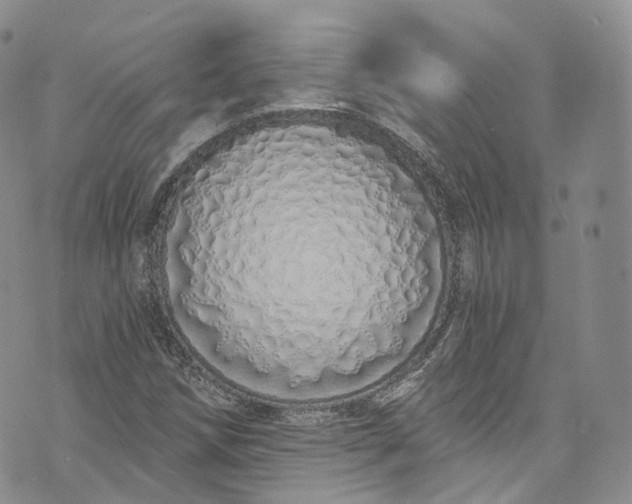 X0000072991258200608041259