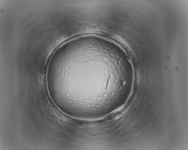 X0000072991260200608041259