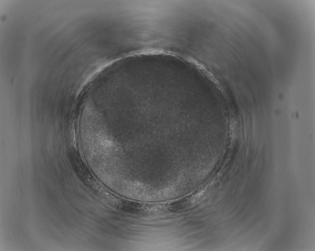 X0000072991262200608041259