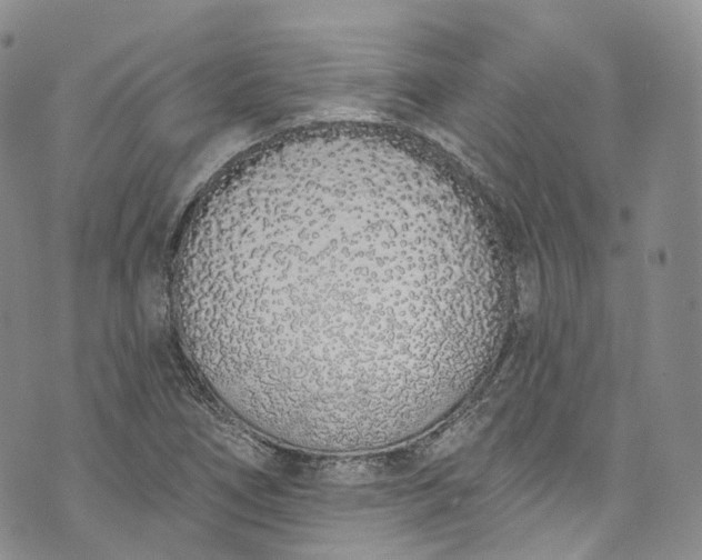 X0000072991266200608041259