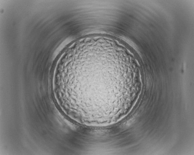 X0000072991290200608041259