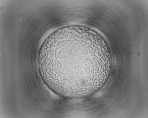 X0000072991294200608041259