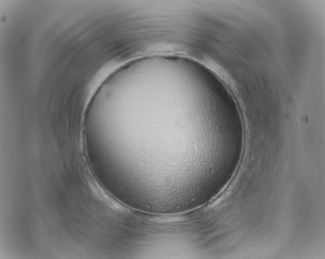 X0000072991296200608041259