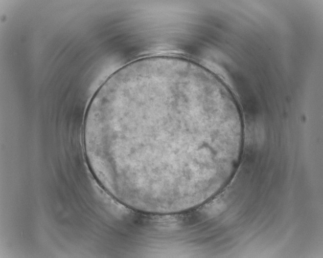 X0000072991338200608041259