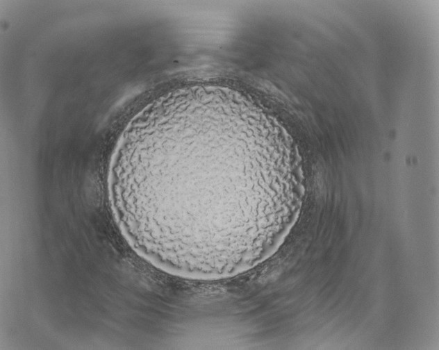 X0000072991446200608041256