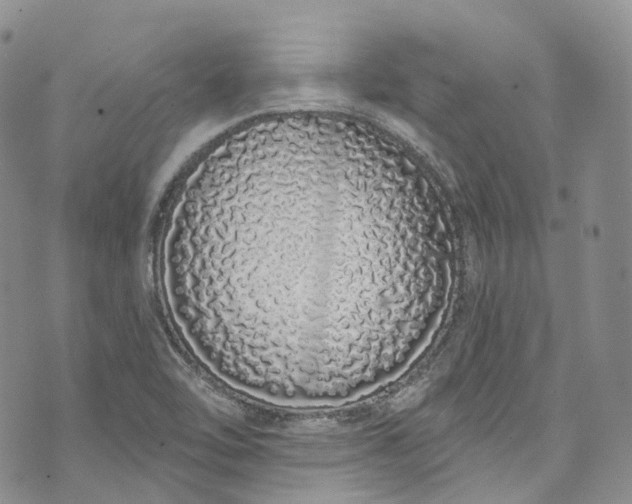 X0000072991462200608041256