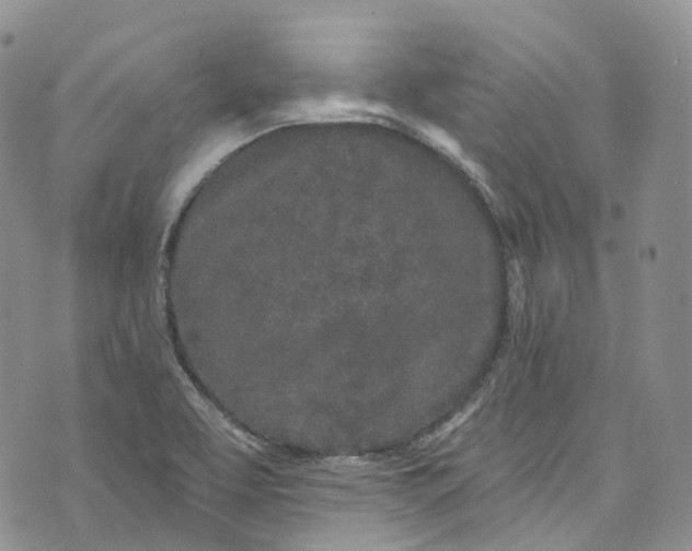 X0000072991463200608041256