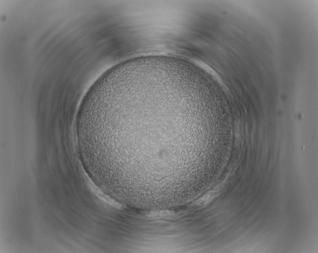 X0000072991466200608041256