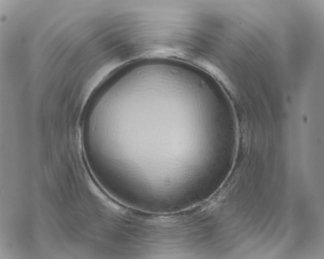 X0000072991476200608041256